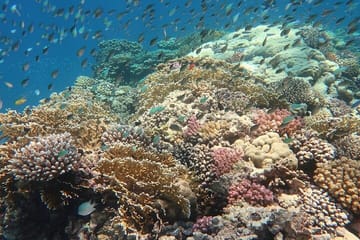 Abu Dabab Semi-Private Trip with tickets & lunch from Hurghada