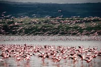 Full Day Lake Nakuru Park and optional boat ride on Lake Naivasha 9