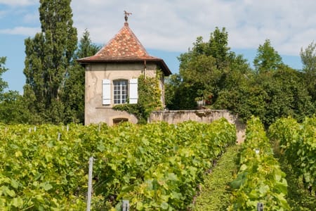 Tbilisi to Château Mukhrani: Explore Ancient Monasteries & Fine Wines