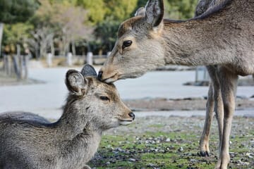 Tokyo, Mt. Fuji, Kyoto and Nara 6 Days Private Tour