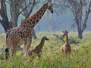 2 Days, 1 Night - Lake Manyara and Ngorongoro Crater Safari