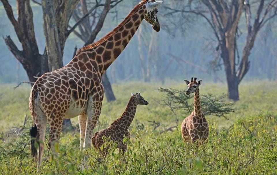 2 Day 1 Night Lake Manyara and Ngorongoro Crater Safari