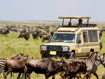 6 Days Small Group Safari To Masai Mara, Nakuru And Amboseli