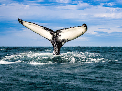 Express Whale Watching From Dalvík, photo 7