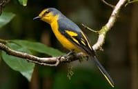 Bird Watching Trail in Kitulgala From Colombo 1