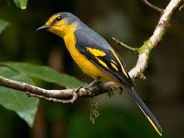Bird Watching Tour in Kitulgala from Colombo