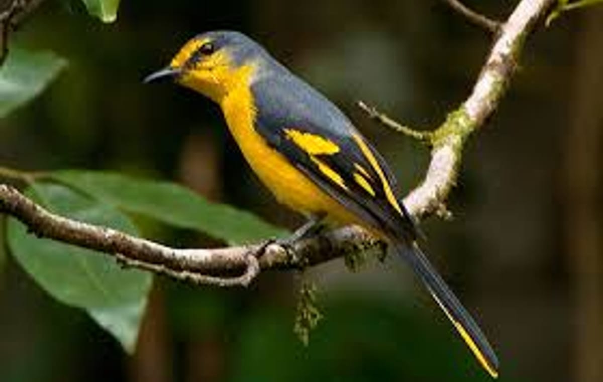 Bird Watching Trail in Kitulgala From Colombo
