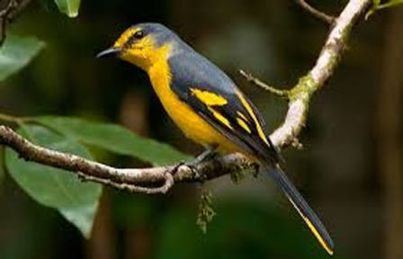 Bird Watching Tour in Kitulgala from Colombo