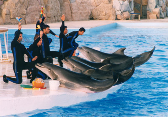 Dolphin Magic Show and Swim options in Sharm El Sheikh