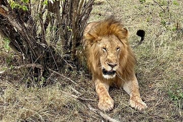 3-Day Jeep Safari in Masai Mara National Reserve, Kenya