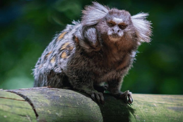 Hiking Ecotour Jaraguá Park – Incredible Rain Forest Landscapes In São Paulo