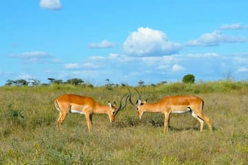 Explore Nairobi National Park with 4WD Transportation