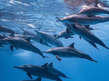 Swim with Dolphins and Snorkel at Satayeh Reef from Cairo