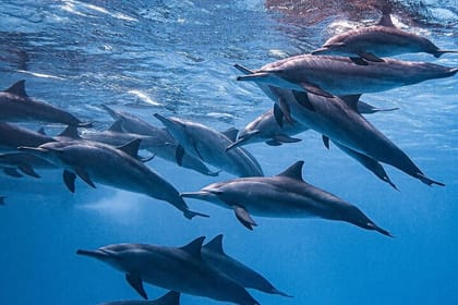 Swim With Dolphin in Dolphin House Satayeh Reef Snorkeling Sea Trip