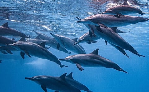 Swim with Dolphins and Snorkel at Satayeh Reef from Cairo