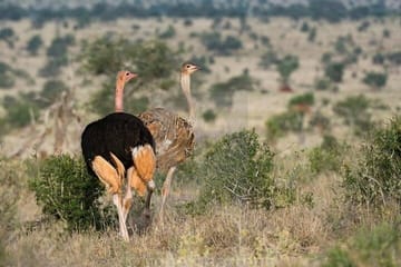 1 Day Tsavo East Safari Trip From Diani/Mombasa