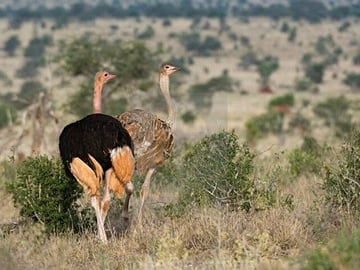 1 Day Tsavo East Safari Trip From Diani/Mombasa