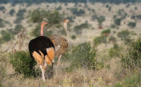 1 Day Tsavo East Safari Trip From Diani/Mombasa