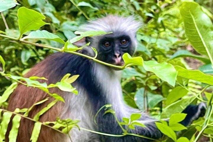 8 Days Zanzibar Discovery Adventure