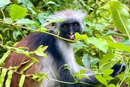 Explore Stone Town and Jozani Forest with Turtles Zanzibar