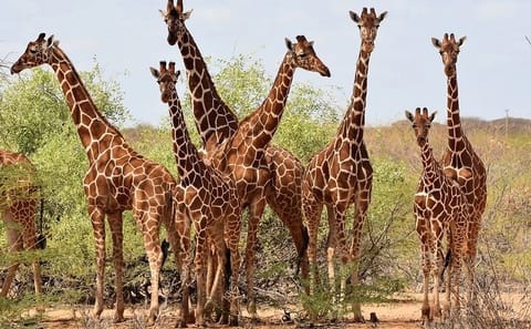 Nairobi Layover Tour: Giraffe Center and Bomas Dance Show