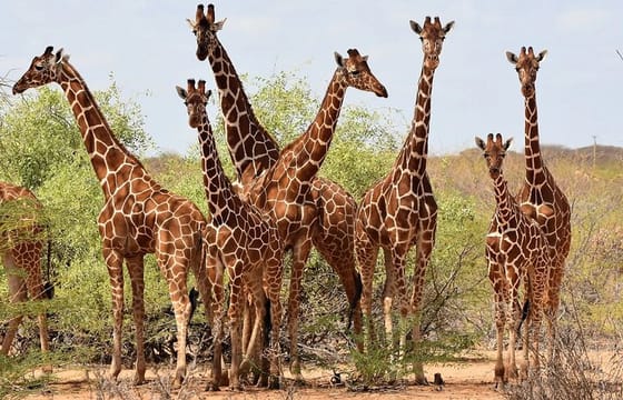 Nairobi Layover to Giraffe Center and Bomas cultural Dance show