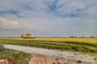 Paddy Field, Fishing Village Sekinchan DAY Tour Lunch (SIC/Shared) 7