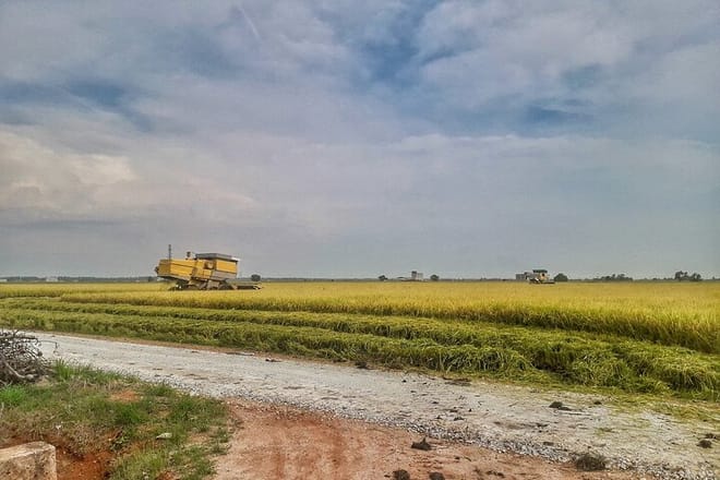 Paddy Field, Fishing Village Sekinchan DAY Tour Lunch (SIC-Shared/Join In Tour) 7