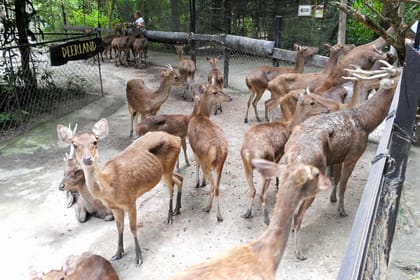 Elephant Sanctuary Experience in Lanchang, Pahang