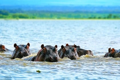 Day Tour of Lake Nakuru and Naivasha National Park from Nairobi