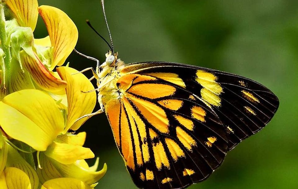 10-Day Nature and Wildlife Tour of Sri Lanka's Central Province