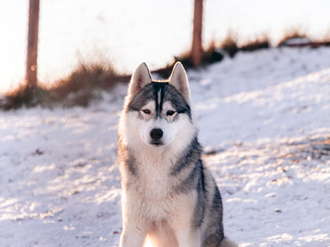 Private Adventure! Arctic Odyssey: Huskies and the Aurora Borealis!, photo 13