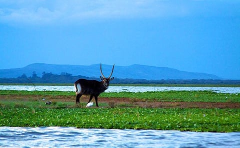 OVERNIGHT TOUR TO MOUNT LONGONOT AND HELLS GATE NAIVASHA