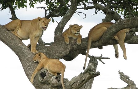 7Days Tanzania Lodge Safari Lake Manyara Serengeti Ngorongoro Tarangire Safaris