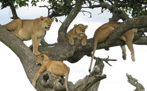 Tanzania Lodge Safari: Explore Lake Manyara, Serengeti, Ngorongoro, Tarangire