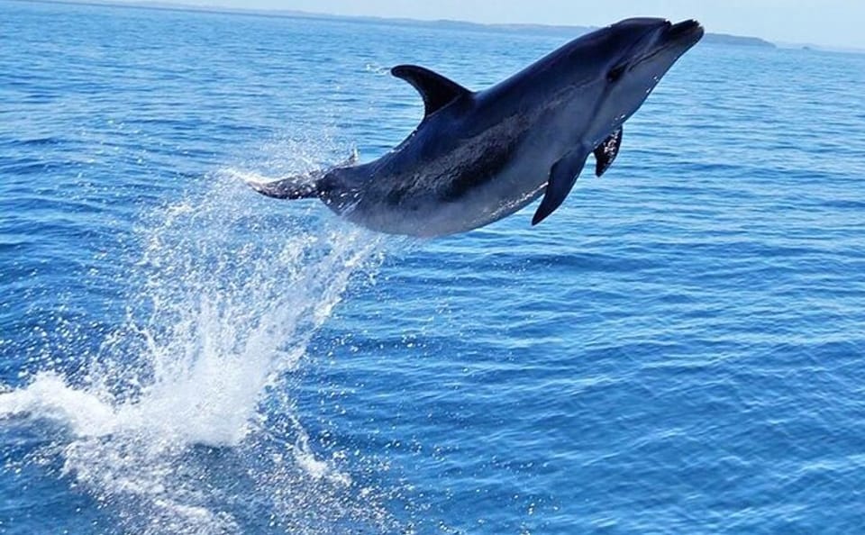 Snorkeling Tour with Dolphins in Hurghada, Egypt