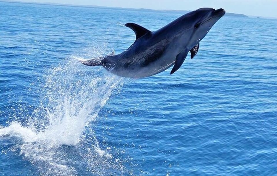 Snorkeling Tour with Dolphins in Hurghada, Egypt