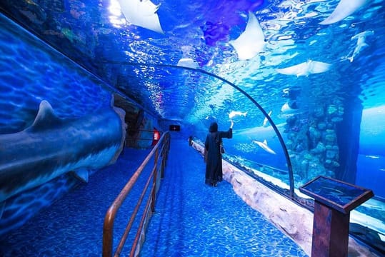 Dubai Aquarium and Underwater Zoo Admission Ticket with Options