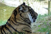 Theme Parks of London Chessington Full-Day Private Tour 10