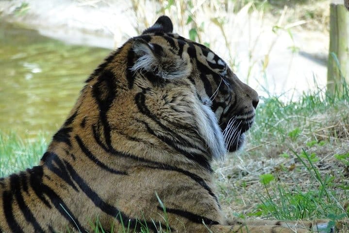 Theme Parks of London Chessington Full-Day Private Tour 10