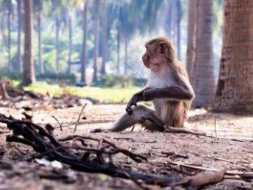 Can Gio Biosphere Reserve Day Trip from Ho Chi Minh City