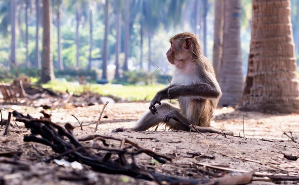 Can Gio Eco Tour and Wildlife Discovery from Ho Chi Minh City