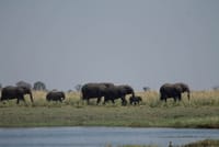 Full-Day Safari Tour to Chobe National Park with Boat Ride 7