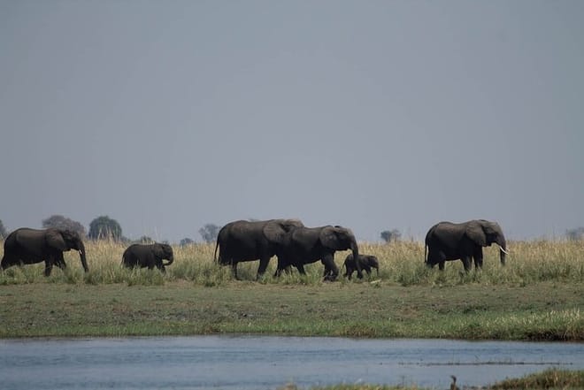 Full-Day Safari Tour to Chobe National Park with Boat Ride 7