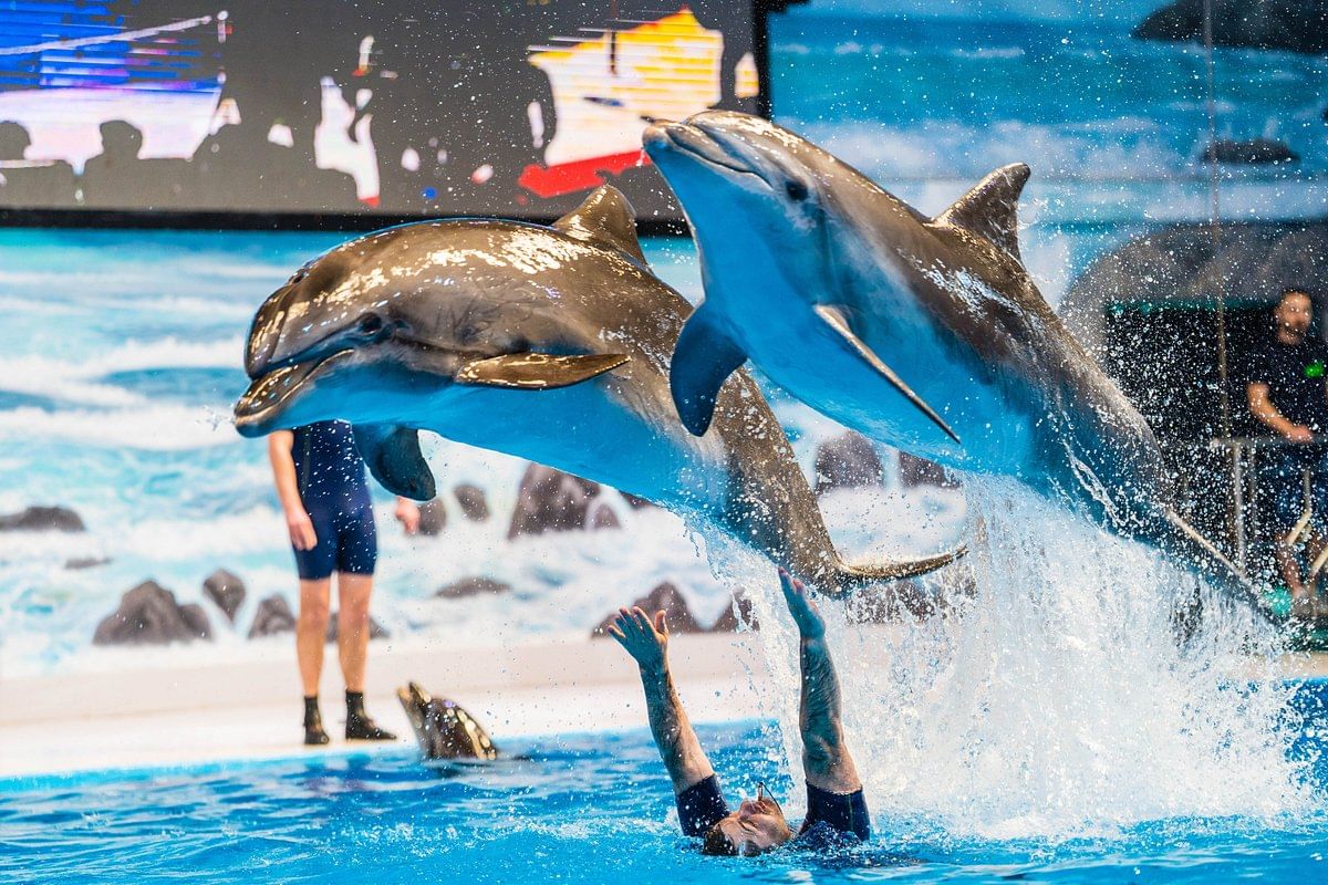 Dubai Dolphinarium Tickets