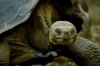 Galapagos Fauna