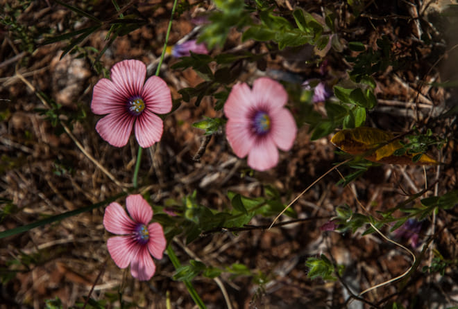 Hiking Kardamyli 10