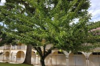 Calabash Tree