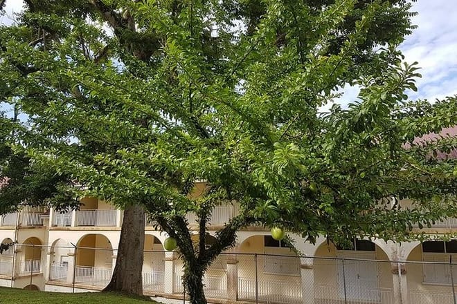 Calabash Tree