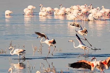Lake Nakuru day trip from Nairobi
